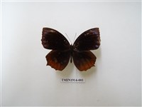 藏品(藍紋鋸眼蝶)的圖片